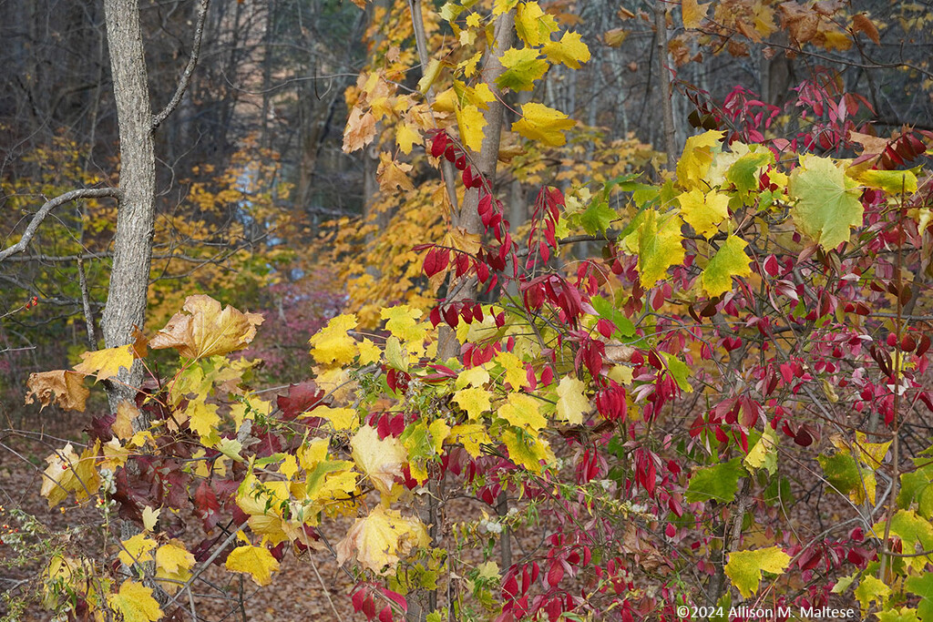 More Fall Color by falcon11