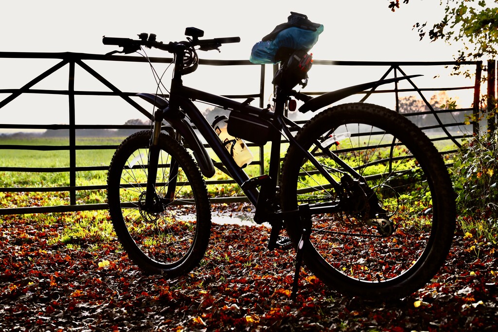 Cycle in the Woods by jmdeabreu