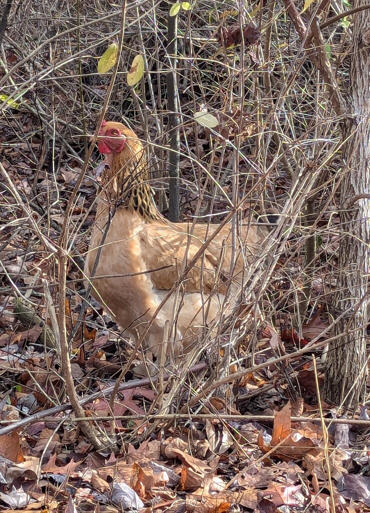 Chicken in the Bushes by julie