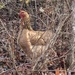 Chicken in the Bushes