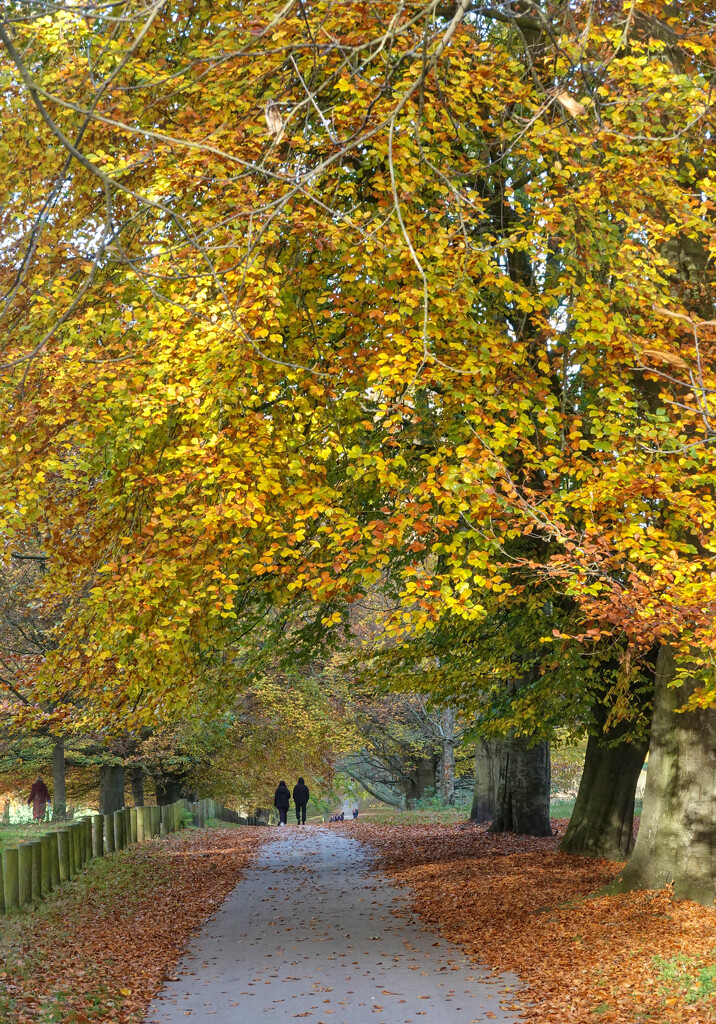 Wollaton Park Autum Colours by phil_howcroft