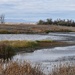 A Local Pond