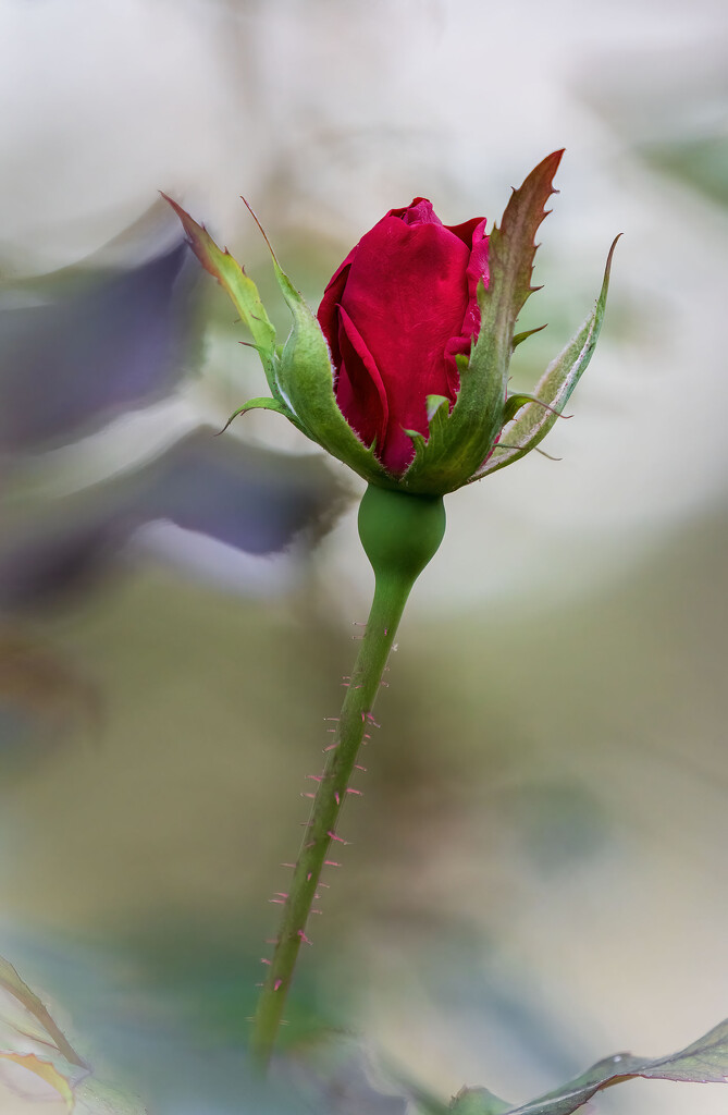 Rose Bud Remberance  by kvphoto