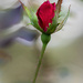 Rose Bud Remberance 