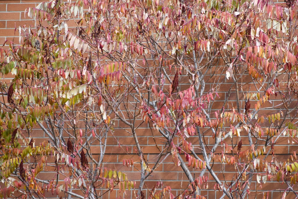 Sumac Against Brick by bjywamer