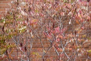 7th Nov 2024 - Sumac Against Brick