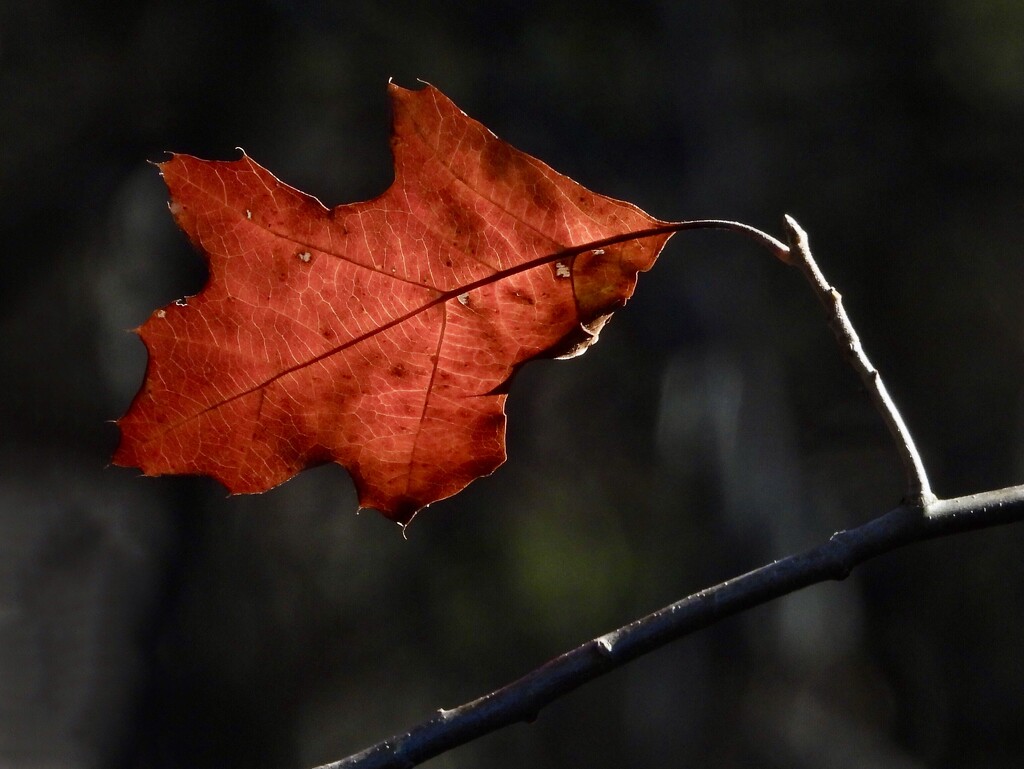 one leaf… by amyk