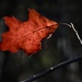 one leaf…