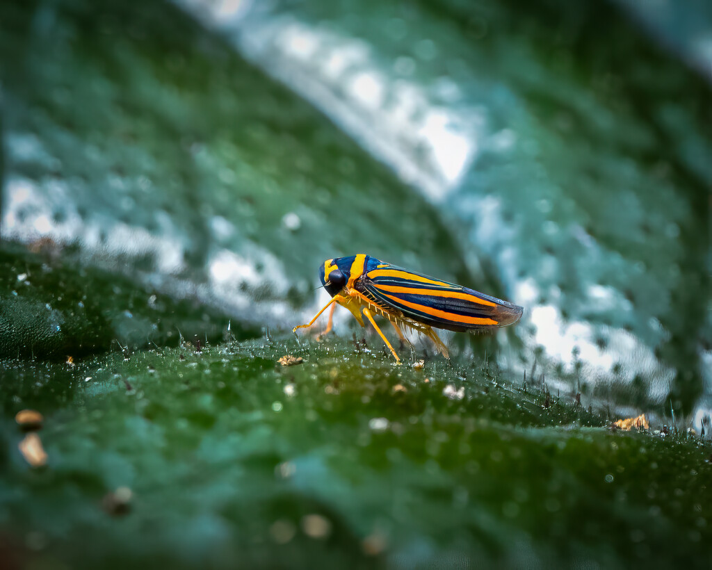 Leaf Hopper by nicoleweg