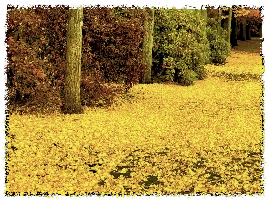 A carpet of Ginkgos by joysabin