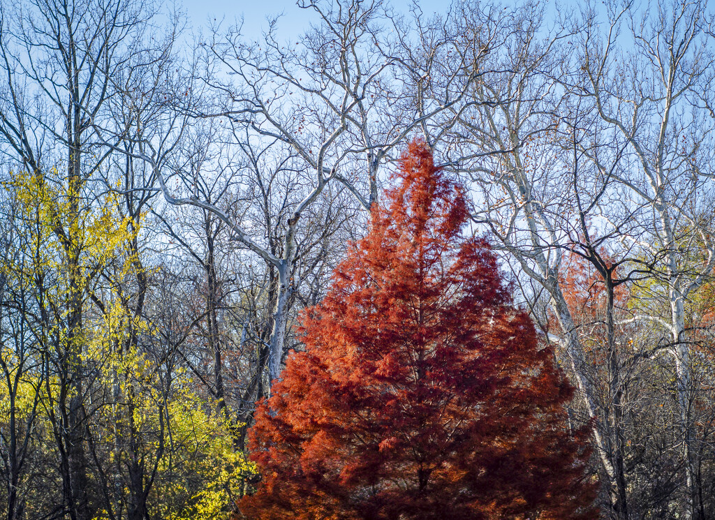 Nature's red on fire in the fall by ggshearron