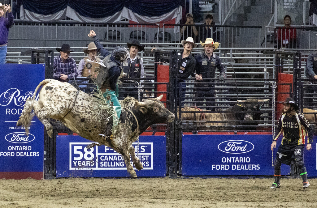 Rodeo Bull Riding by pdulis