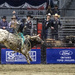 Rodeo Bull Riding