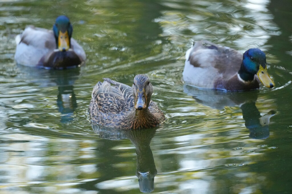 Ducks by slaabs