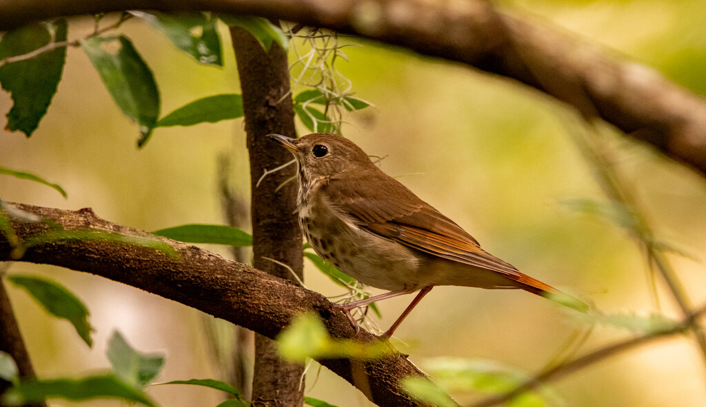 Brown Bird With Brown Spots! by rickster549