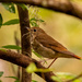 Brown Bird With Brown Spots!