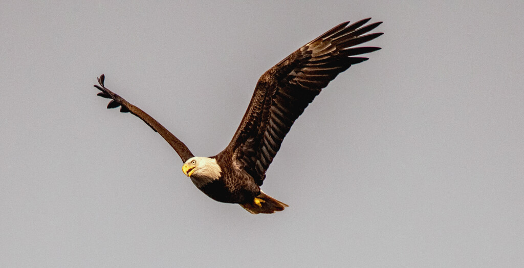 Bald Eagle Fly-Over! by rickster549