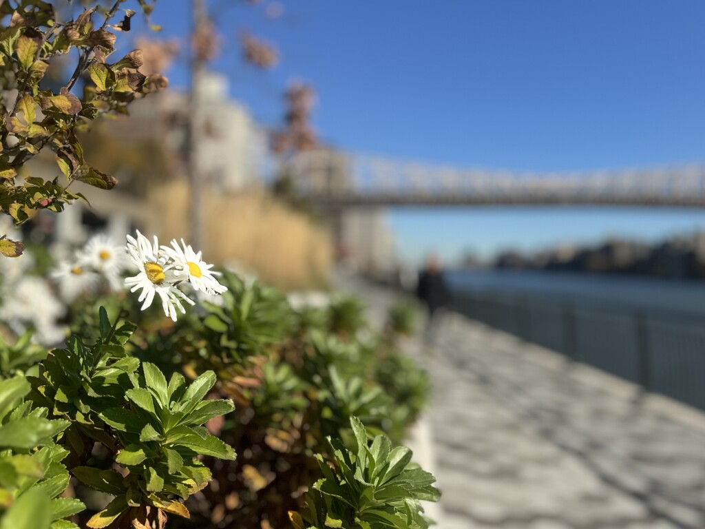 Daisies on the walk by blackmutts