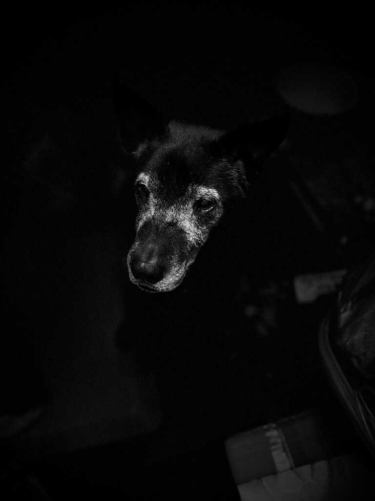 My Dog in the Darkness by blackmutts