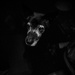 My Dog in the Darkness