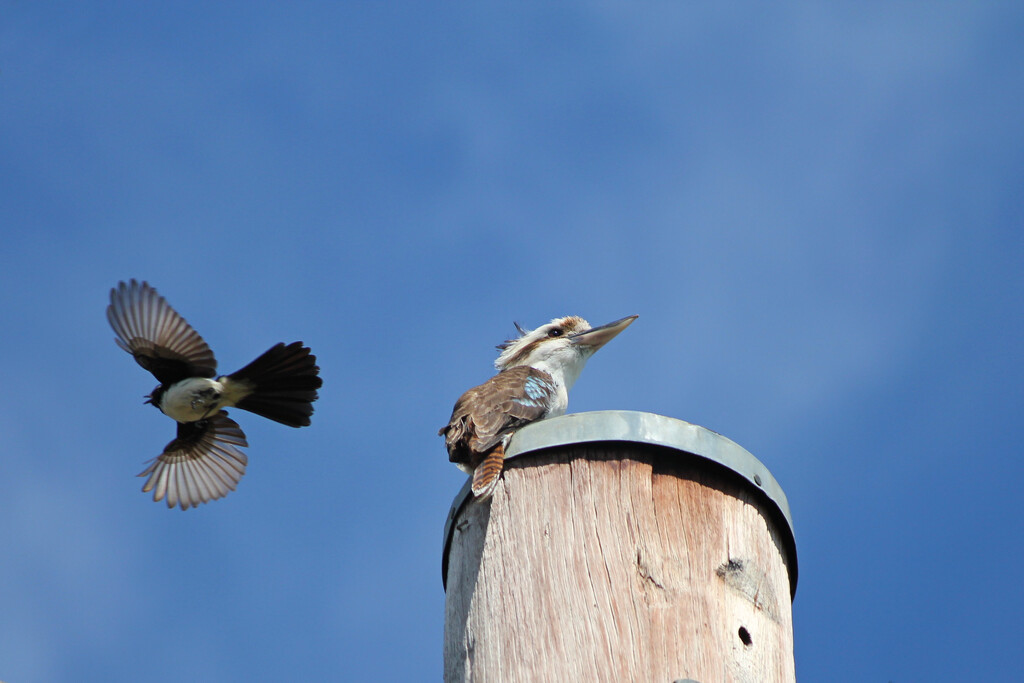 Feisty Willie Wagtail harassing a Kookaburra by leggzy