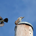 Feisty Willy Wag Tail harassing a Kookaburra