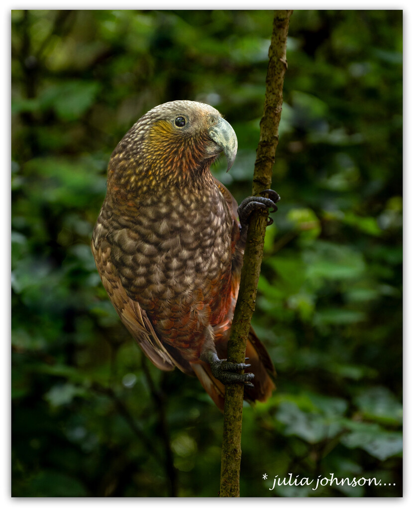 Kaka..  New Zealand Native Parrot by julzmaioro