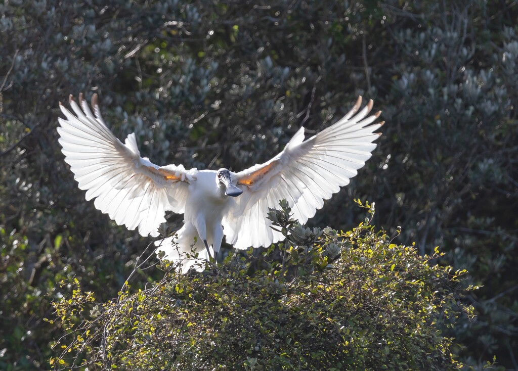 Spoonbills daily exercise  by creative_shots