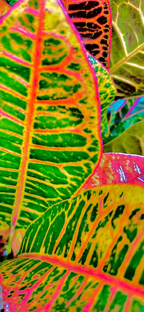 Variegated croton by congaree