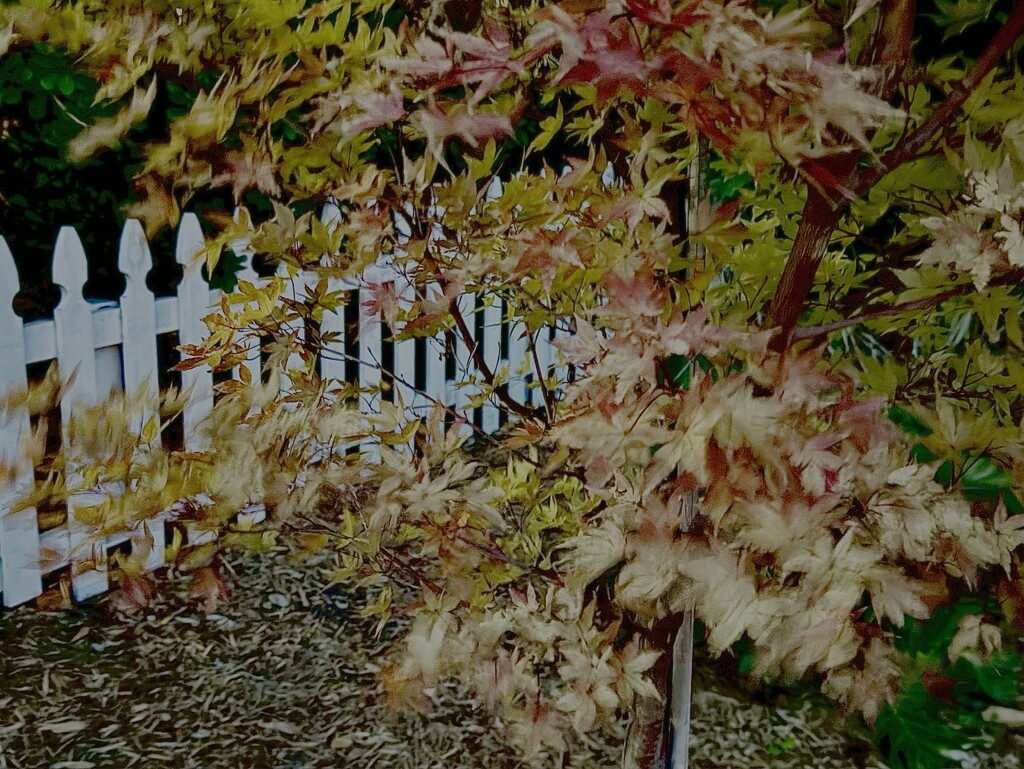 Autumn picket fence  by congaree