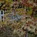 Autumn picket fence 