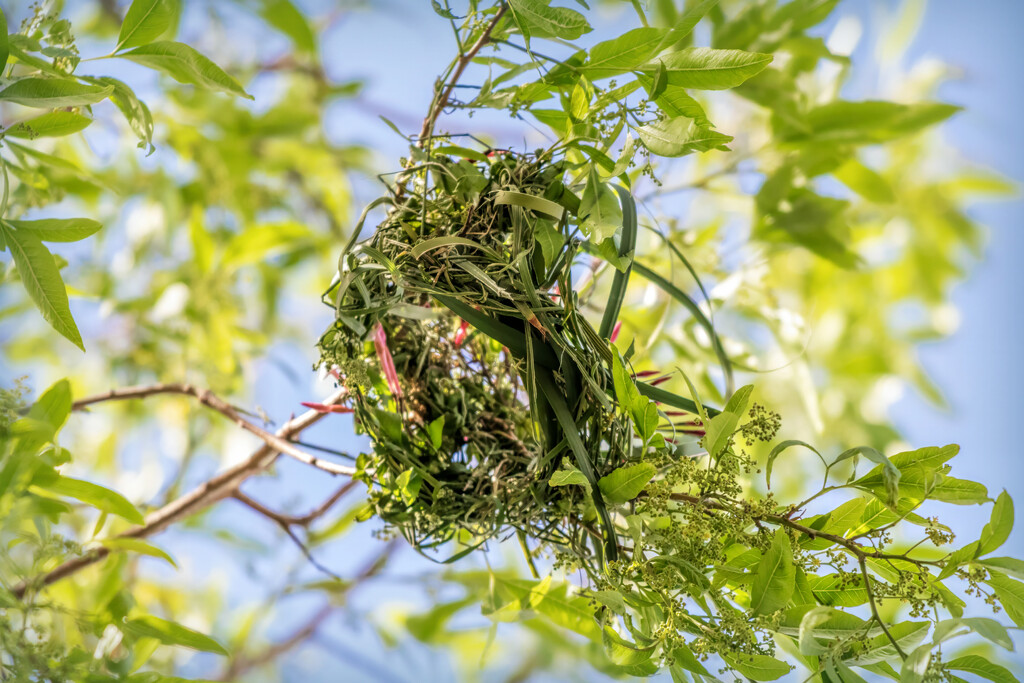 Weaver nest 2 by ludwigsdiana