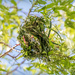 Weaver nest 2