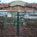 Community food growing. 