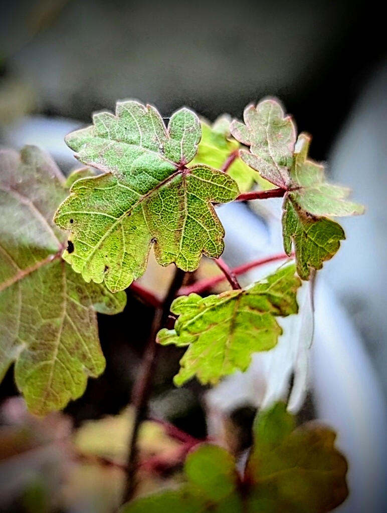 Maple Seedling by photohoot