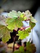 12th Nov 2024 - Maple Seedling
