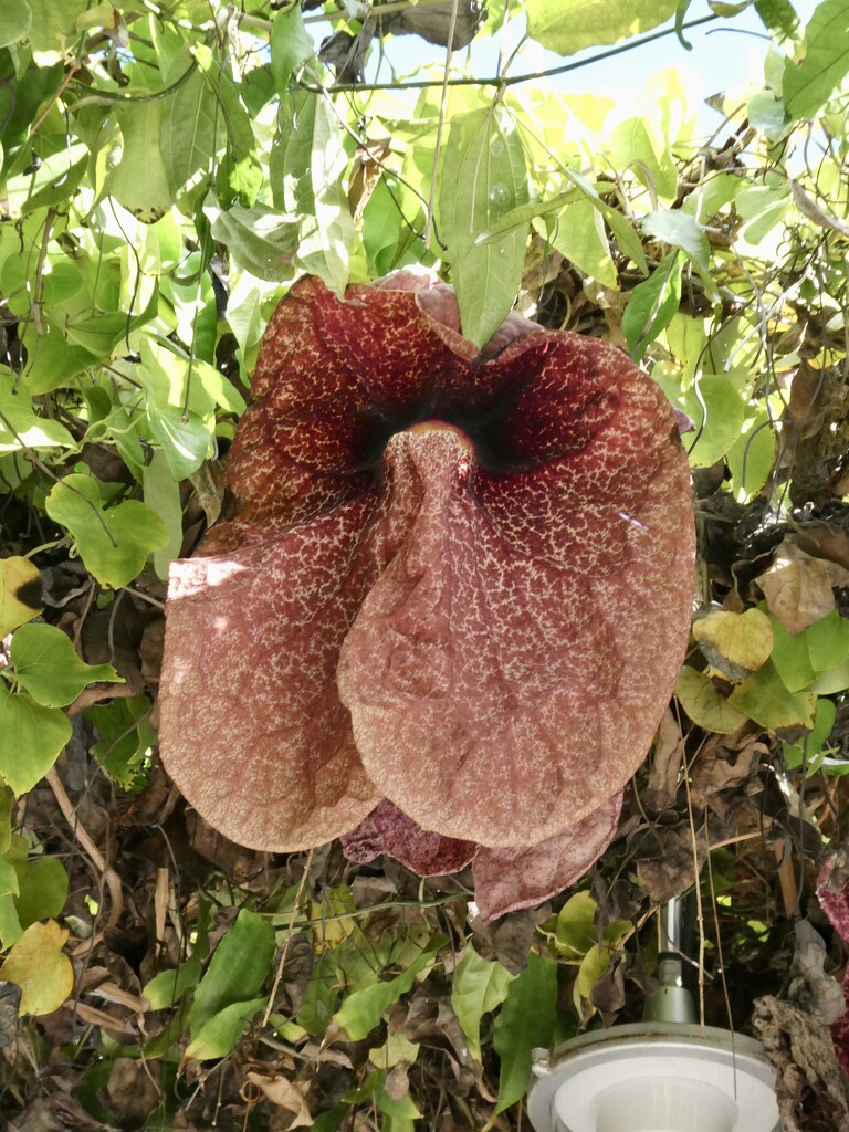 Google says this is the Giant Dutchman’s Pipe by orchid99