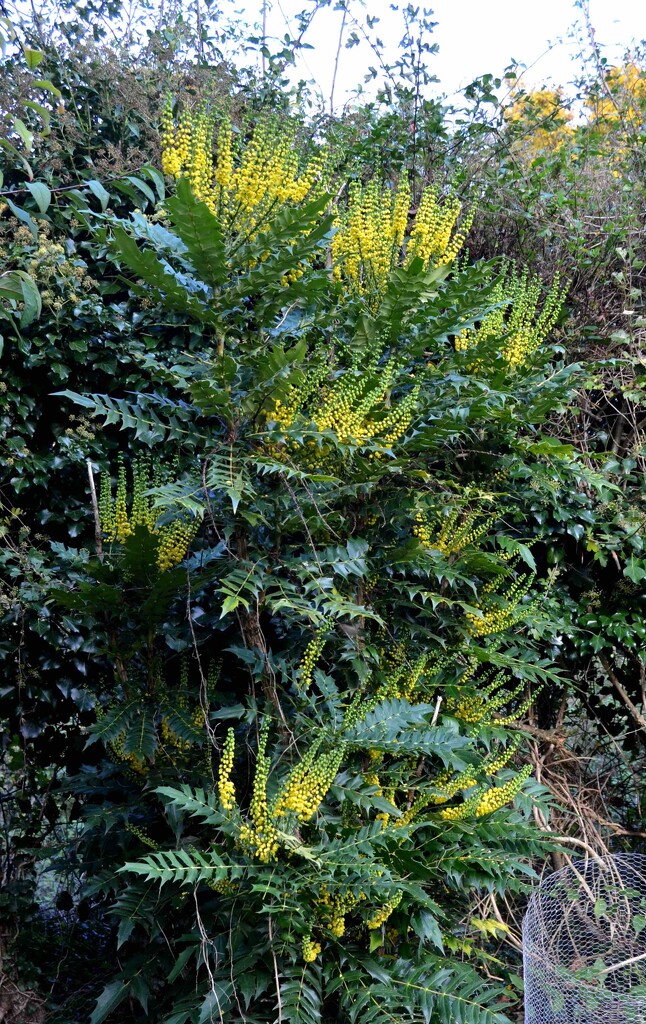 Mahonia by arkensiel