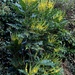 Mahonia