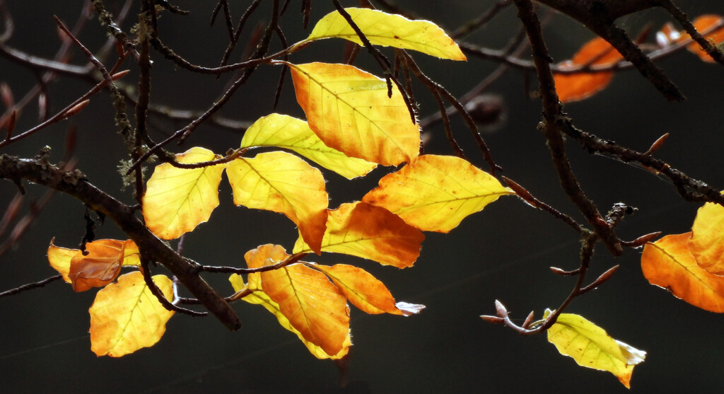 Fall Leaves by seattlite