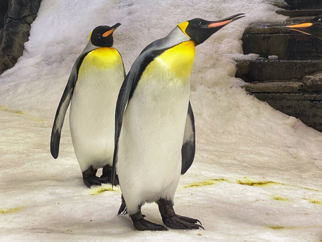 King Penguins by johnfalconer