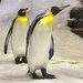 King Penguins