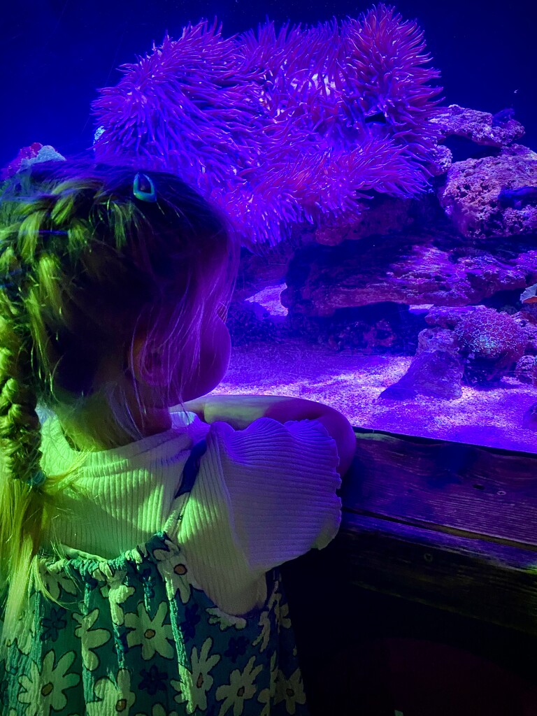 Granddaughter Maddie at Sea Life Sydney Aquarium.  by johnfalconer