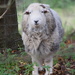 A happy sheep