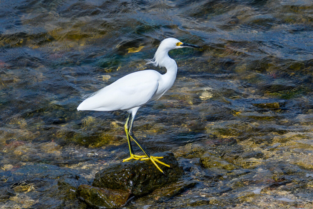 Snowy Egret by danette