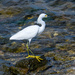 Snowy Egret