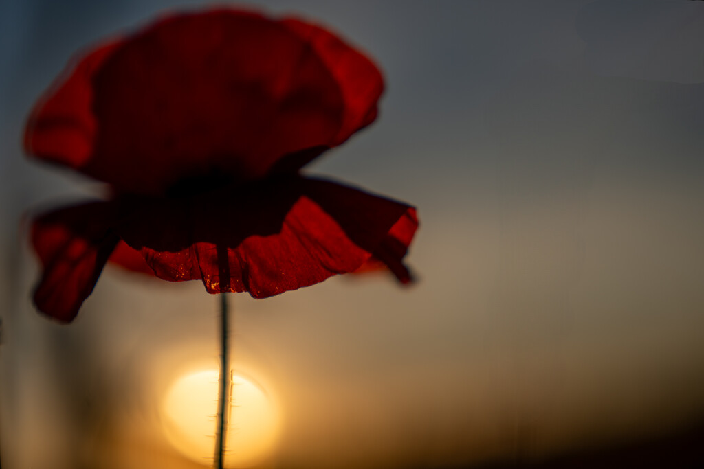 Lest we forget by hannahcallier