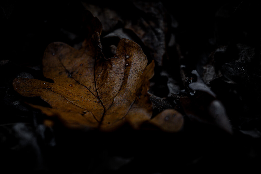 Oak Leaf by hannahcallier