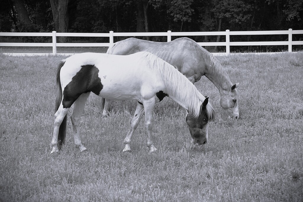 Rescure Horses by photohoot