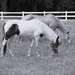 Rescure Horses